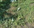 Другая Другая, объемом двигателя 0 л и пробегом 0 тыс. км за 3628 $, фото 4 на Automoto.ua