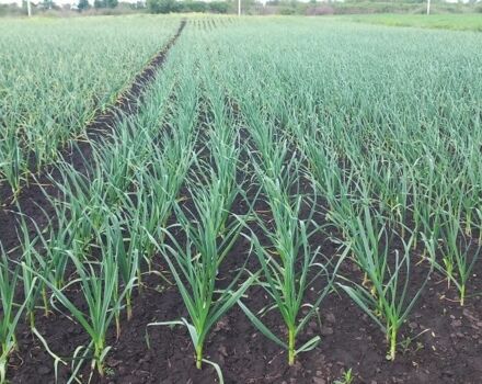 Другая Другая, объемом двигателя 0 л и пробегом 0 тыс. км за 412 $, фото 3 на Automoto.ua