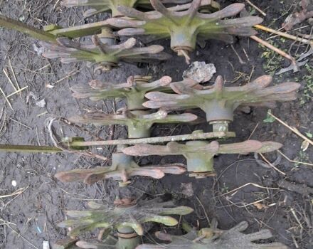 Інша Інша, об'ємом двигуна 0 л та пробігом 0 тис. км за 8 $, фото 3 на Automoto.ua