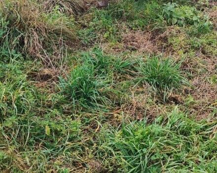 Інша Інша, об'ємом двигуна 0 л та пробігом 0 тис. км за 1790 $, фото 5 на Automoto.ua