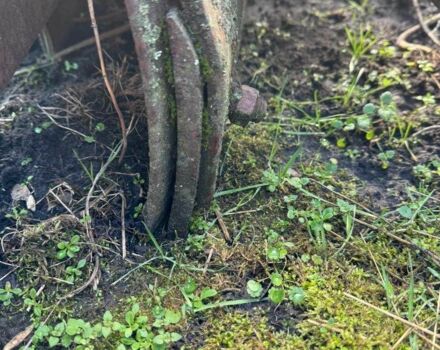 Інша Інша, об'ємом двигуна 0 л та пробігом 0 тис. км за 2007 $, фото 7 на Automoto.ua