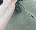 Другая Другая, объемом двигателя 0 л и пробегом 0 тыс. км за 35000 $, фото 14 на Automoto.ua