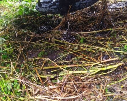 Інша Інша, об'ємом двигуна 0 л та пробігом 0 тис. км за 240 $, фото 3 на Automoto.ua