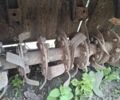 Другая Другая, объемом двигателя 0 л и пробегом 0 тыс. км за 25 $, фото 3 на Automoto.ua