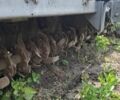 Другая Другая, объемом двигателя 0 л и пробегом 0 тыс. км за 25 $, фото 4 на Automoto.ua