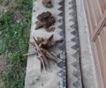 Інша Інша, об'ємом двигуна 0 л та пробігом 0 тис. км за 192 $, фото 9 на Automoto.ua
