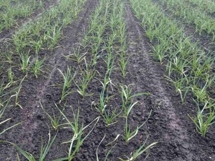 Другая Другая, объемом двигателя 0 л и пробегом 0 тыс. км за 360 $, фото 1 на Automoto.ua