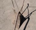 Другая Другая, объемом двигателя 0 л и пробегом 0 тыс. км за 999 $, фото 2 на Automoto.ua