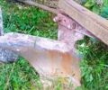 Другая Другая, объемом двигателя 0 л и пробегом 0 тыс. км за 13 $, фото 1 на Automoto.ua