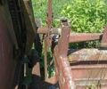 Другая Другая, объемом двигателя 0 л и пробегом 0 тыс. км за 374 $, фото 7 на Automoto.ua
