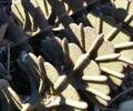 Другая Інша, об'ємом двигуна 0 л та пробігом 0 тис. км за 9000 $, фото 1 на Automoto.ua