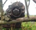 Другая Другая, объемом двигателя 0 л и пробегом 0 тыс. км за 6500 $, фото 6 на Automoto.ua
