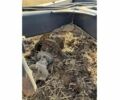 Черный Флигл Другая, объемом двигателя 0 л и пробегом 0 тыс. км за 6858 $, фото 6 на Automoto.ua