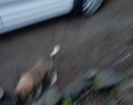 Білий Форд Сі-Макс, об'ємом двигуна 1.8 л та пробігом 180 тис. км за 6519 $, фото 4 на Automoto.ua