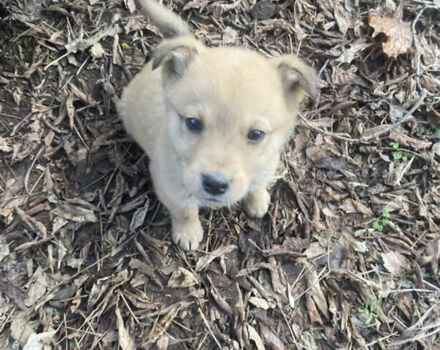 Серый Форд Фокус, объемом двигателя 1.6 л и пробегом 260 тыс. км за 4200 $, фото 51 на Automoto.ua