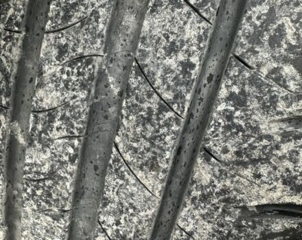 Синій Форд Фокус, об'ємом двигуна 1.4 л та пробігом 286 тис. км за 4300 $, фото 14 на Automoto.ua