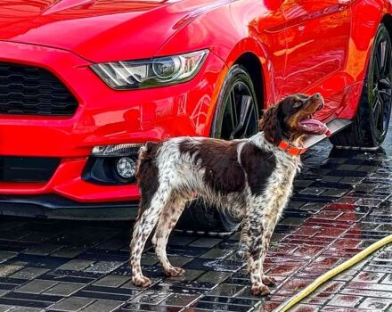 Красный Форд Мустанг, объемом двигателя 2.3 л и пробегом 100 тыс. км за 20500 $, фото 5 на Automoto.ua