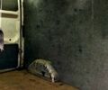 Білий Форд Транзит, об'ємом двигуна 2 л та пробігом 499 тис. км за 5000 $, фото 7 на Automoto.ua
