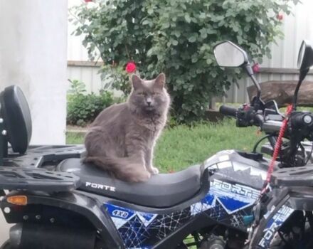 Форте Другая, объемом двигателя 0.13 л и пробегом 0 тыс. км за 615 $, фото 1 на Automoto.ua