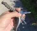 Серый Форте FT 250 CKA, объемом двигателя 0.25 л и пробегом 5 тыс. км за 1300 $, фото 17 на Automoto.ua