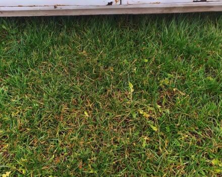 Белый ГАЗ 3110 Волга, объемом двигателя 2.4 л и пробегом 1000 тыс. км за 500 $, фото 4 на Automoto.ua