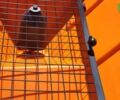 ГАЗ 3110 Волга, об'ємом двигуна 2.45 л та пробігом 0 тис. км за 1650 $, фото 7 на Automoto.ua