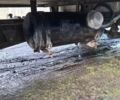 Белый ГАЗ 3302 ГАЗель, объемом двигателя 2.5 л и пробегом 316 тыс. км за 3600 $, фото 7 на Automoto.ua