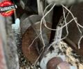 ГАЗ 3302, об'ємом двигуна 2.3 л та пробігом 0 тис. км за 64000 $, фото 14 на Automoto.ua
