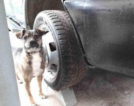 ГАЗ Другая, объемом двигателя 0 л и пробегом 0 тыс. км за 2000 $, фото 8 на Automoto.ua