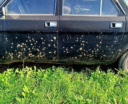 ГАЗ Волга, об'ємом двигуна 2.4 л та пробігом 120 тис. км за 200 $, фото 5 на Automoto.ua