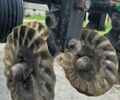 Грейт Плейнс ЦПХ, об'ємом двигуна 0 л та пробігом 0 тис. км за 15000 $, фото 1 на Automoto.ua