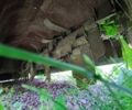 Гримме Другая, объемом двигателя 6 л и пробегом 0 тыс. км за 3139 $, фото 10 на Automoto.ua