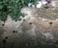 Красный ХТЗ Т-16, объемом двигателя 0 л и пробегом 10 тыс. км за 1083 $, фото 3 на Automoto.ua