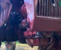 ХТЗ Т-16, об'ємом двигуна 0 л та пробігом 0 тис. км за 1700 $, фото 19 на Automoto.ua