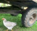 ХТЗ Другая, объемом двигателя 0 л и пробегом 0 тыс. км за 12600 $, фото 8 на Automoto.ua