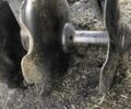 ХТЗ Другая, объемом двигателя 0 л и пробегом 0 тыс. км за 13000 $, фото 4 на Automoto.ua