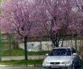 Серый Хонда Аккорд, объемом двигателя 2 л и пробегом 320 тыс. км за 5500 $, фото 1 на Automoto.ua