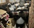 Хонда Інша, об'ємом двигуна 6 л та пробігом 0 тис. км за 450 $, фото 6 на Automoto.ua