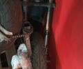Хонда Другая, объемом двигателя 0.4 л и пробегом 0 тыс. км за 1250 $, фото 2 на Automoto.ua