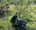 Хонда Інша, об'ємом двигуна 65 л та пробігом 0 тис. км за 194 $, фото 4 на Automoto.ua
