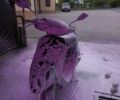 Хонда Другая, объемом двигателя 65 л и пробегом 0 тыс. км за 12000 $, фото 1 на Automoto.ua