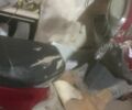 Хонда Другая, объемом двигателя 80 л и пробегом 0 тыс. км за 0 $, фото 5 на Automoto.ua