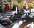 Хонда Другая, объемом двигателя 50 л и пробегом 0 тыс. км за 400 $, фото 1 на Automoto.ua