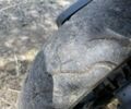 Хонда Інша, об'ємом двигуна 49 л та пробігом 0 тис. км за 206 $, фото 6 на Automoto.ua