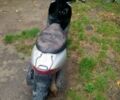Хонда Інша, об'ємом двигуна 50 л та пробігом 0 тис. км за 303 $, фото 2 на Automoto.ua