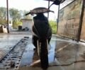 Хонда Другая 2000 в Харькове на Automoto.ua Хонда Другая, объемом двигателя 49 л и пробегом 0 тыс. км за 383 $, фото 3 на Automoto.ua