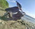 Хонда Другая, объемом двигателя 49 л и пробегом 0 тыс. км за 300 $, фото 5 на Automoto.ua