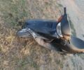Хонда Другая, объемом двигателя 49 л и пробегом 0 тыс. км за 300 $, фото 1 на Automoto.ua
