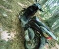 Хонда Інша, об'ємом двигуна 0.15 л та пробігом 0 тис. км за 630 $, фото 2 на Automoto.ua