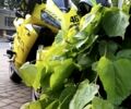 Хонда Другая, объемом двигателя 0.6 л и пробегом 0 тыс. км за 6500 $, фото 3 на Automoto.ua